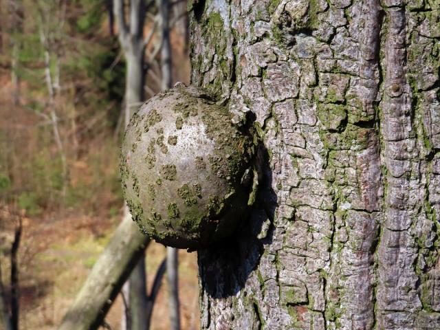 Nádor na jedli bělokoré (Abies alba Mill.) (1d)