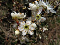 Trnka obecná (Prunus spinosa L.), šestičetný květ (12)
