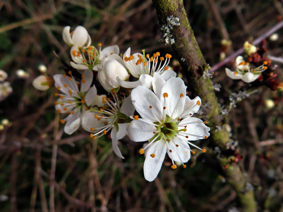 Trnka obecná (Prunus spinosa L.), sedmičetný květ (14)