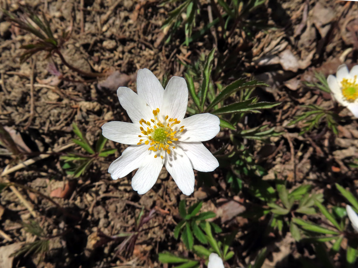 Sasanka hajní (Anemone nemorosa L.) - devítičetný květ (13)