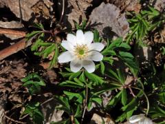 Sasanka hajní (Anemone nemorosa L.) - devítičetný květ (14)