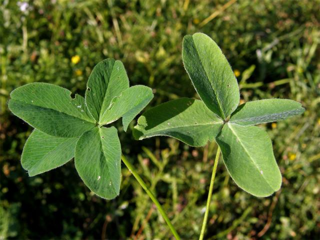 Jetel luční (Trifolium pratense L.) - vícečetné lístky (1)