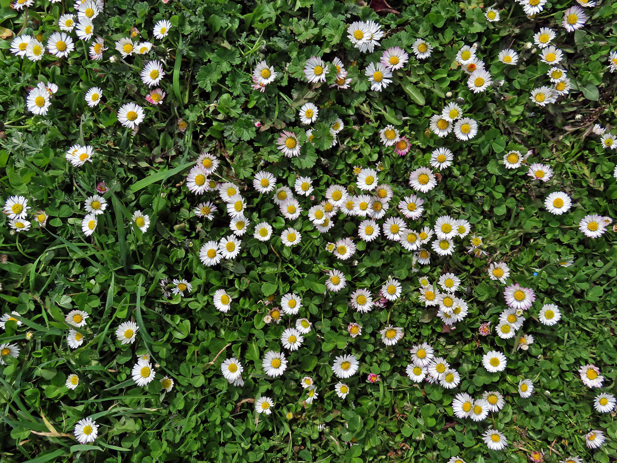 Sedmikráska obecná - chudobka (Bellis perennis L.)