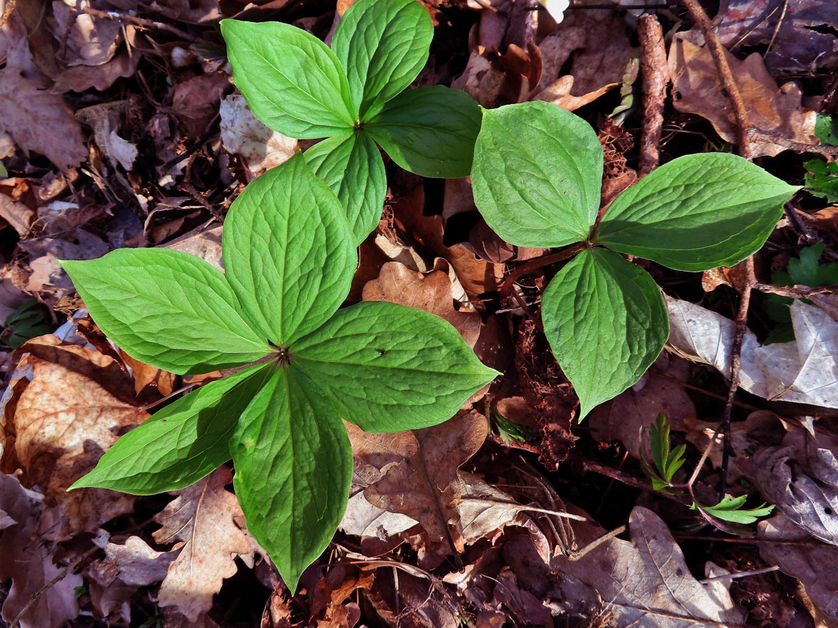 Vraní oko čtyřlisté (Paris quadrifolia L.) s třemi a pěti listy