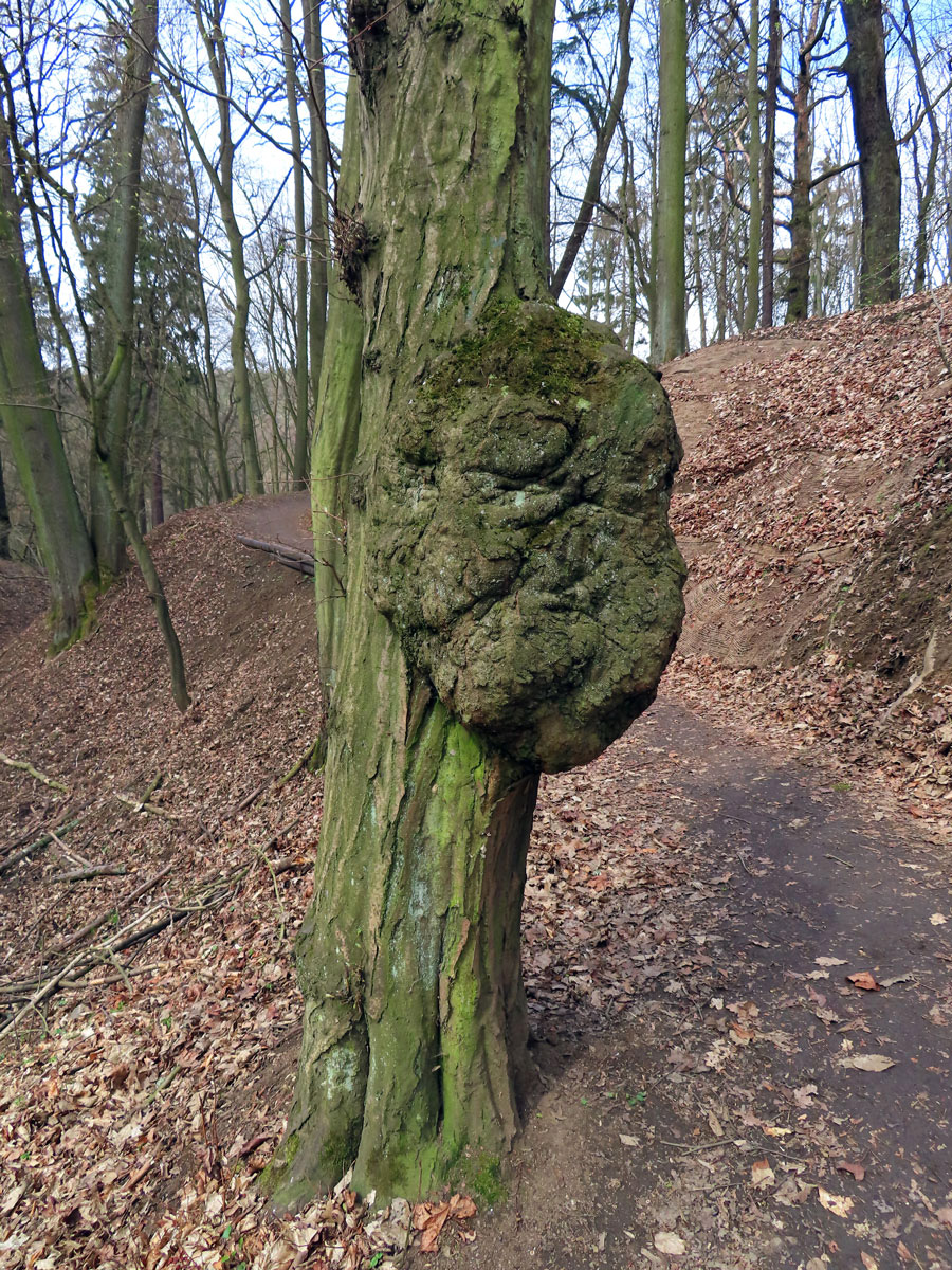 Nádor na habru obecném (Carpinus betulus L.) (4c)