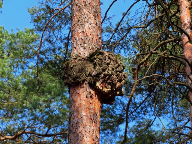 Tumor na borovici lesní (Pinus sylvestris L.) (27e)