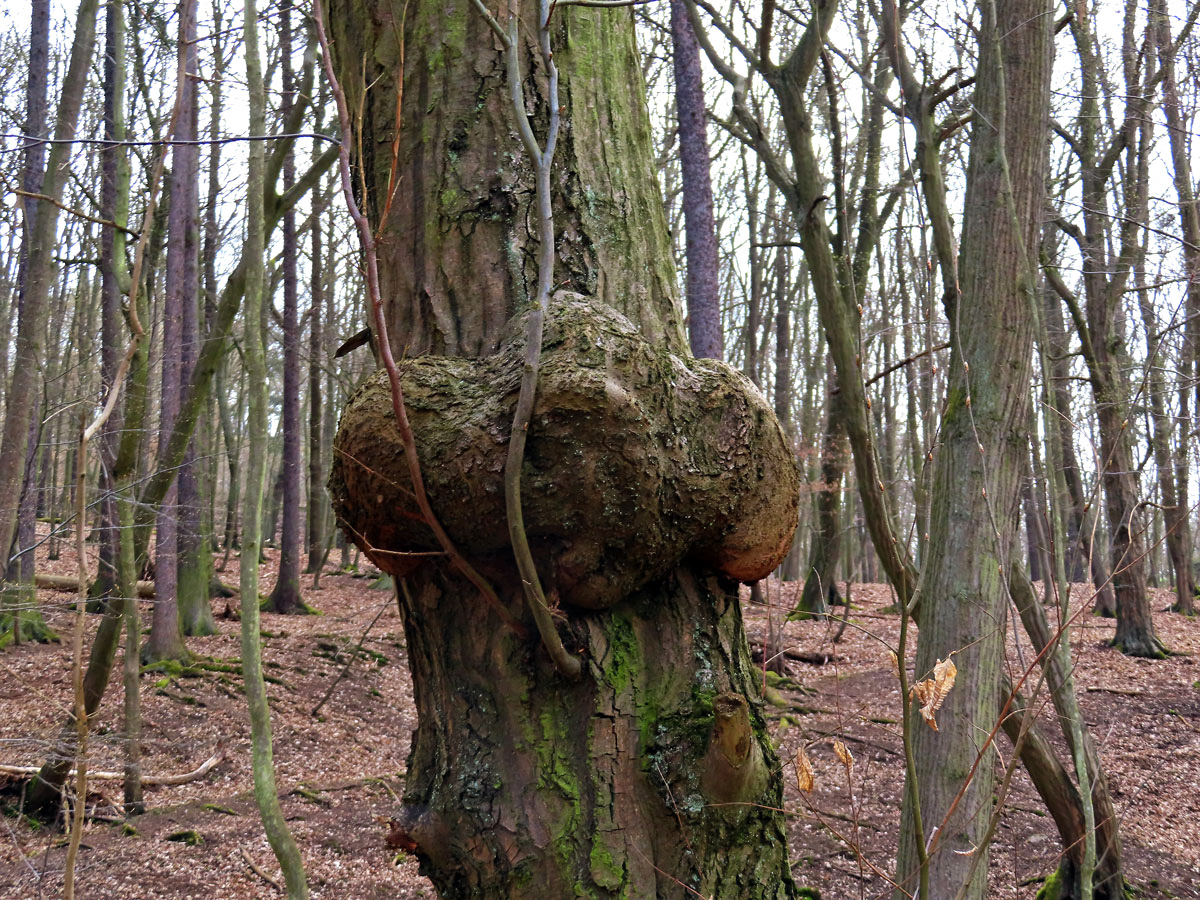 Nádor na habru obecném (Carpinus betulus L.) (28)