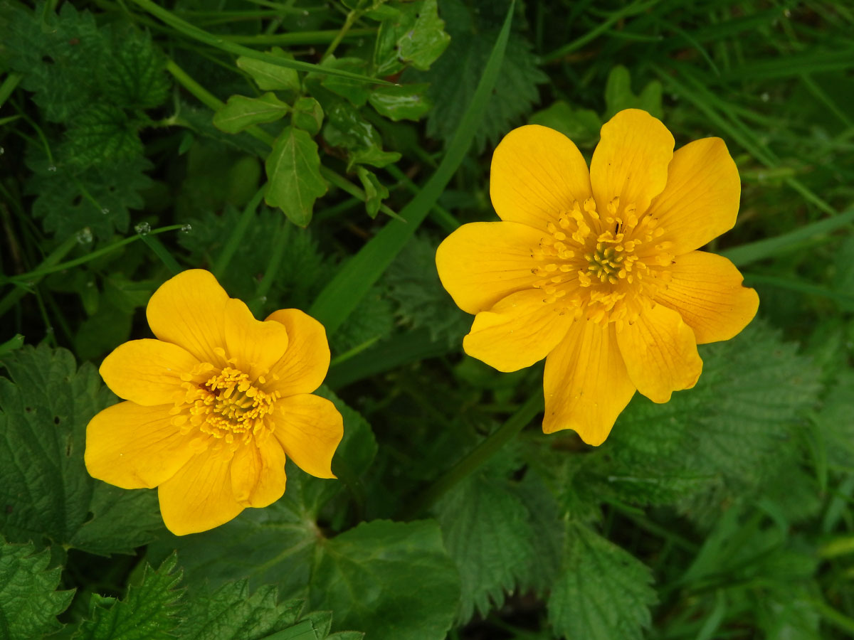 Blatouch bahenní (Caltha palustris L.), osmičetný květ (3)