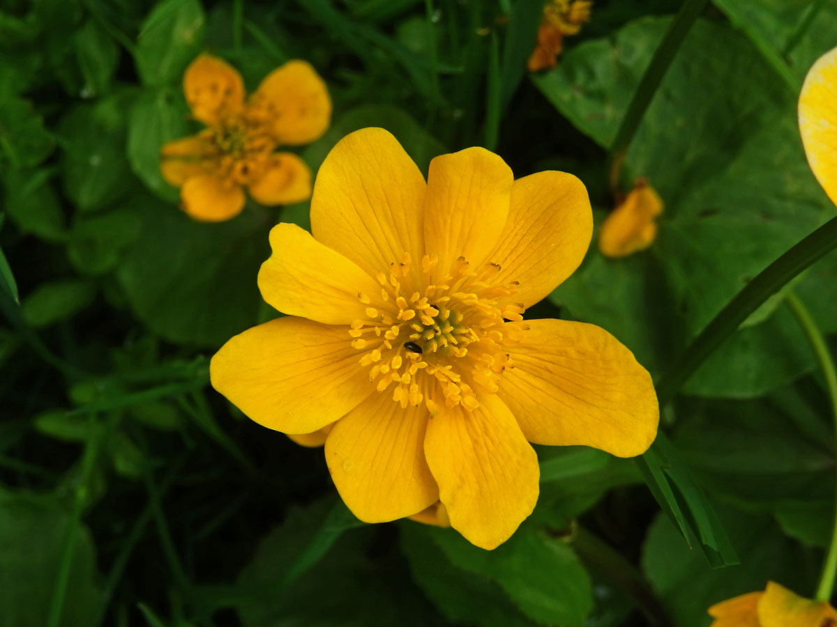 Blatouch bahenní (Caltha palustris L.), osmičetný květ (5)