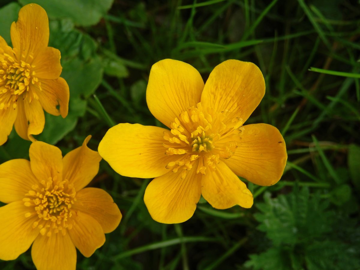 Blatouch bahenní (Caltha palustris L.), šestičetný květ (15)