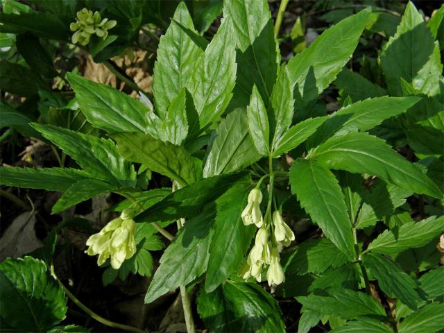 Kyčelnice devítilistá (Dentaria enneaphyllos L.)