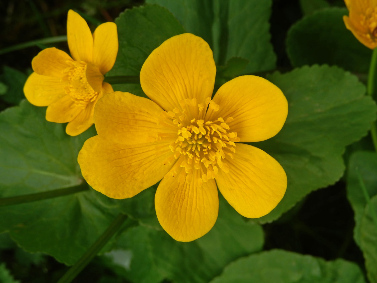 Blatouch bahenní (Caltha palustris L.), šestičetný květ (16)