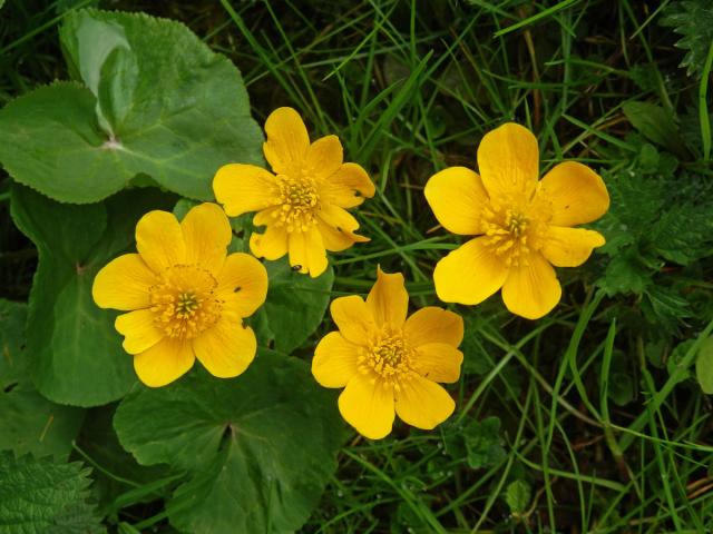 Blatouch bahenní (Caltha palustris L.), vícečetný květ (5)