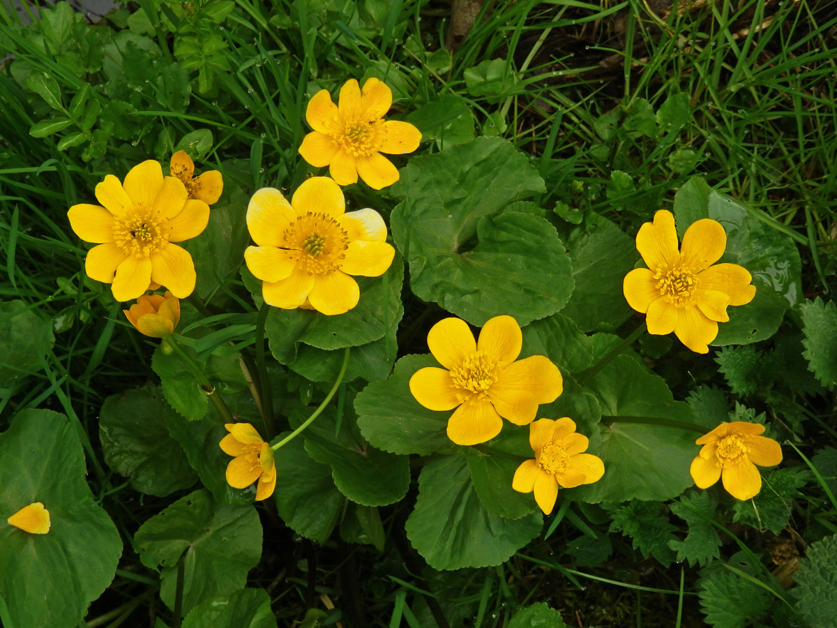 Blatouch bahenní (Caltha palustris L.), vícečetné květy (6)