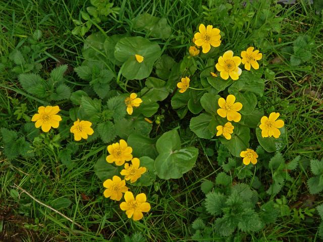 Blatouch bahenní (Caltha palustris L.), vícečetné květy (7)