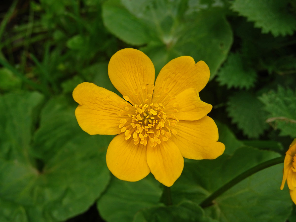 Blatouch bahenní (Caltha palustris L.), sedmičetný květ (10)