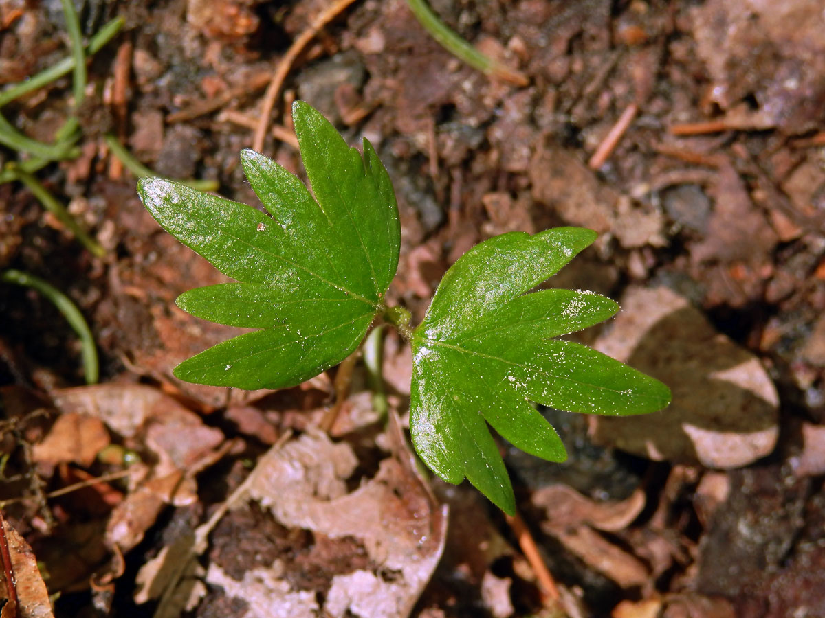 Lípa velkolistá (Tilia platyphyllos Scop.)