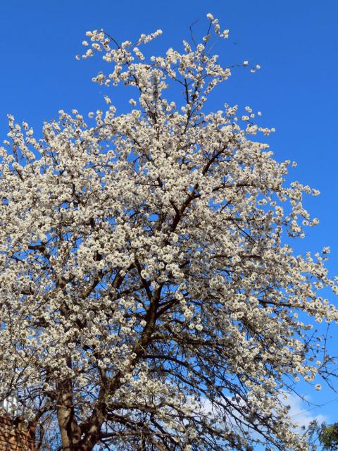 Třešeň ptačí (Prunus avium (L.) L.)