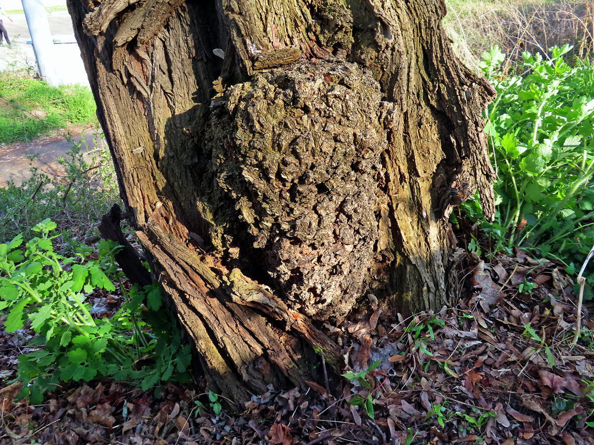 Tumor na akátu (Robinia pseudoacacia L.) (26d)