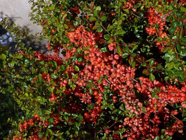 Kdoulovec japonský (Chaenomeles japonica (Thunb.) Lindl.)