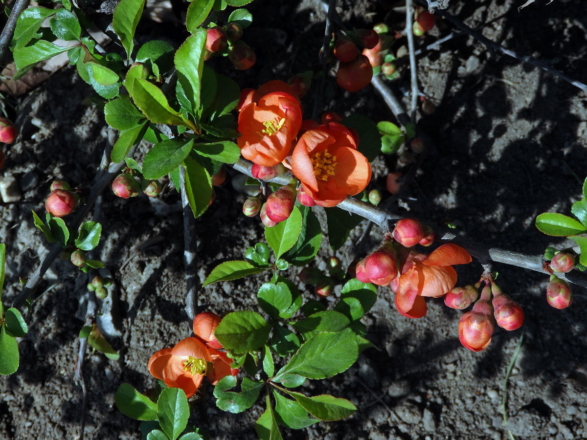 Kdoulovec japonský (Chaenomeles japonica (Thunb.) Lindl.)