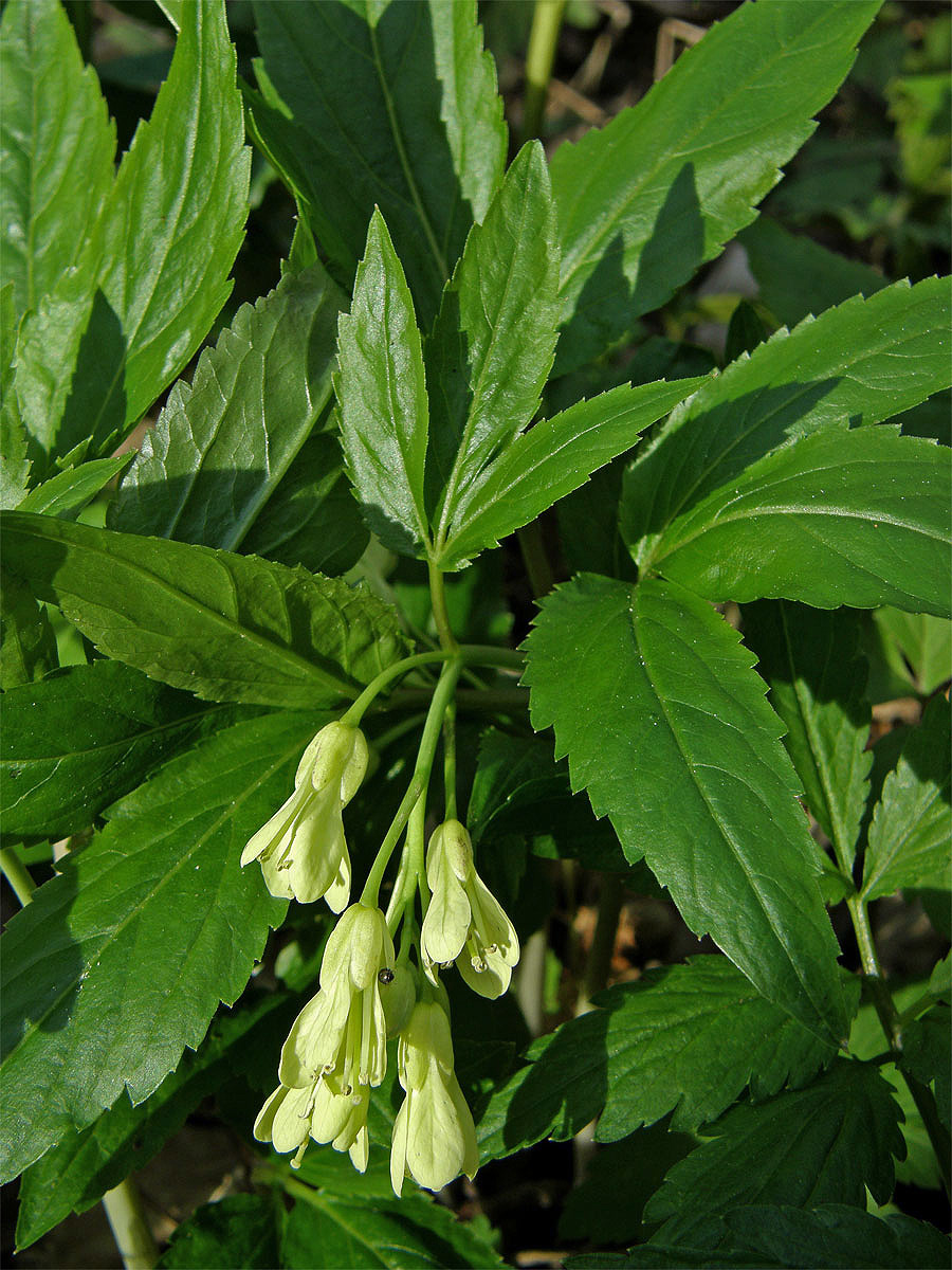 Kyčelnice devítilistá (Dentaria enneaphyllos L.)