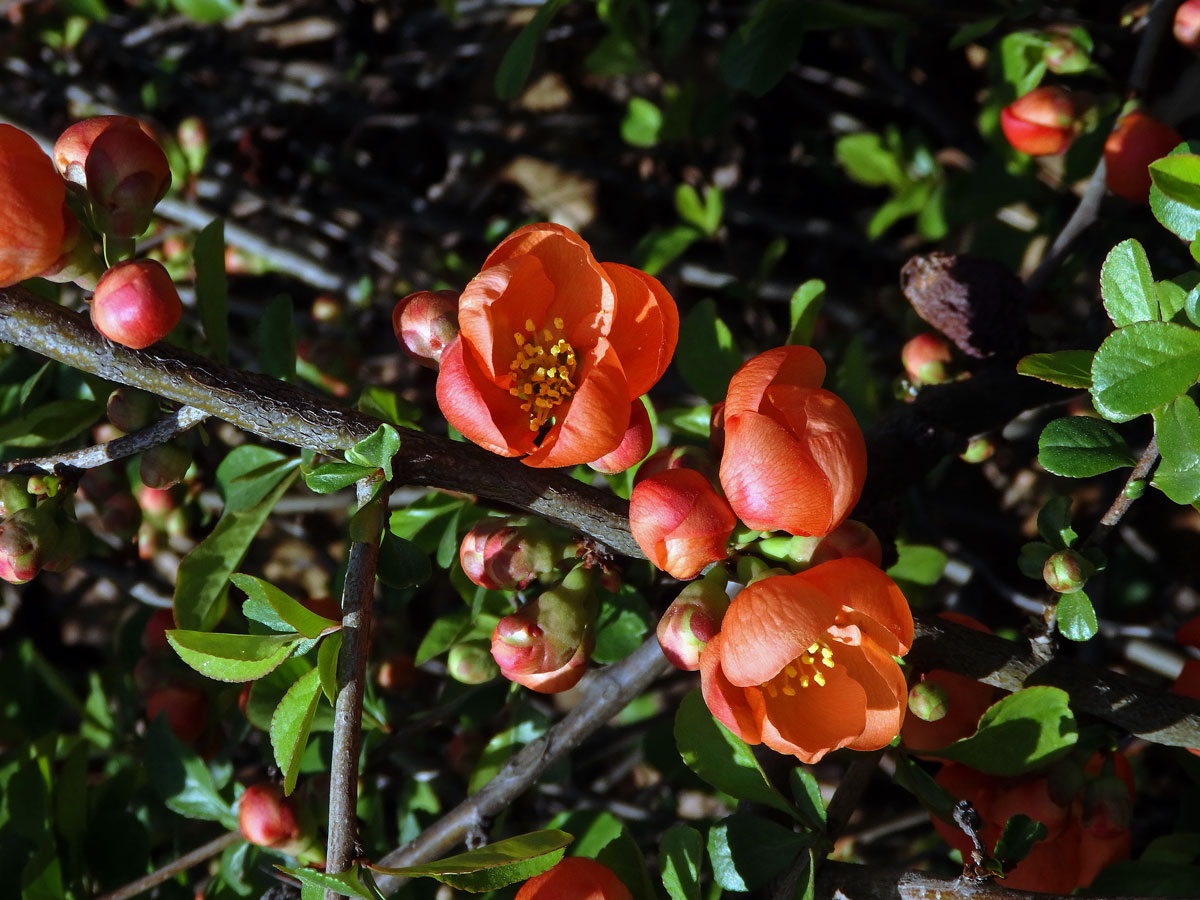 Kdoulovec japonský (Chaenomeles japonica (Thunb.) Lindl.)