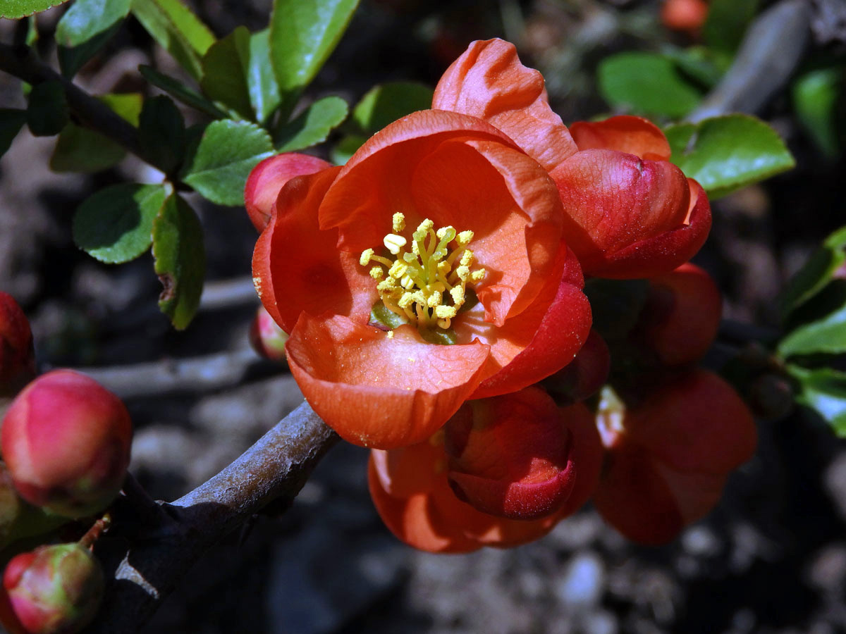 Kdoulovec japonský (Chaenomeles japonica (Thunb.) Lindl.)