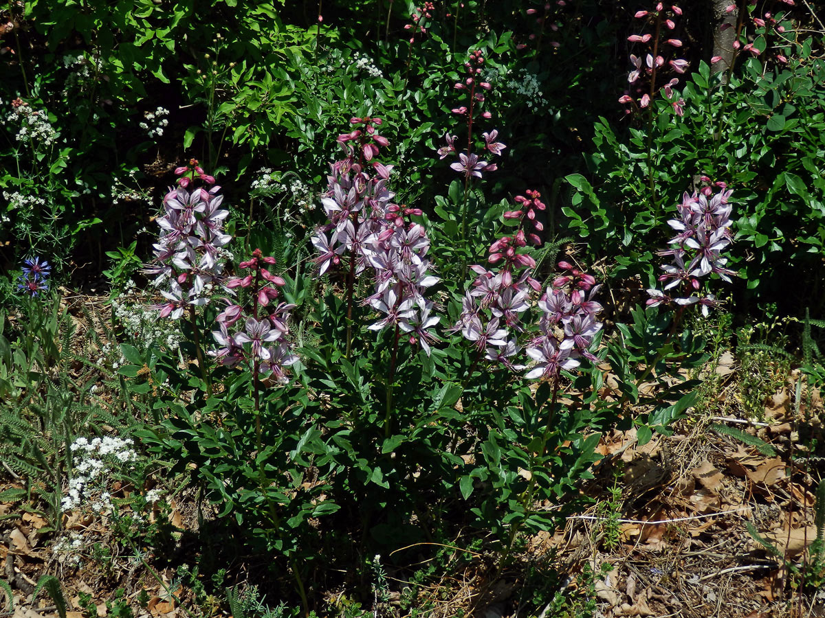 Třemdava bílá (Dictamnus albus L.)