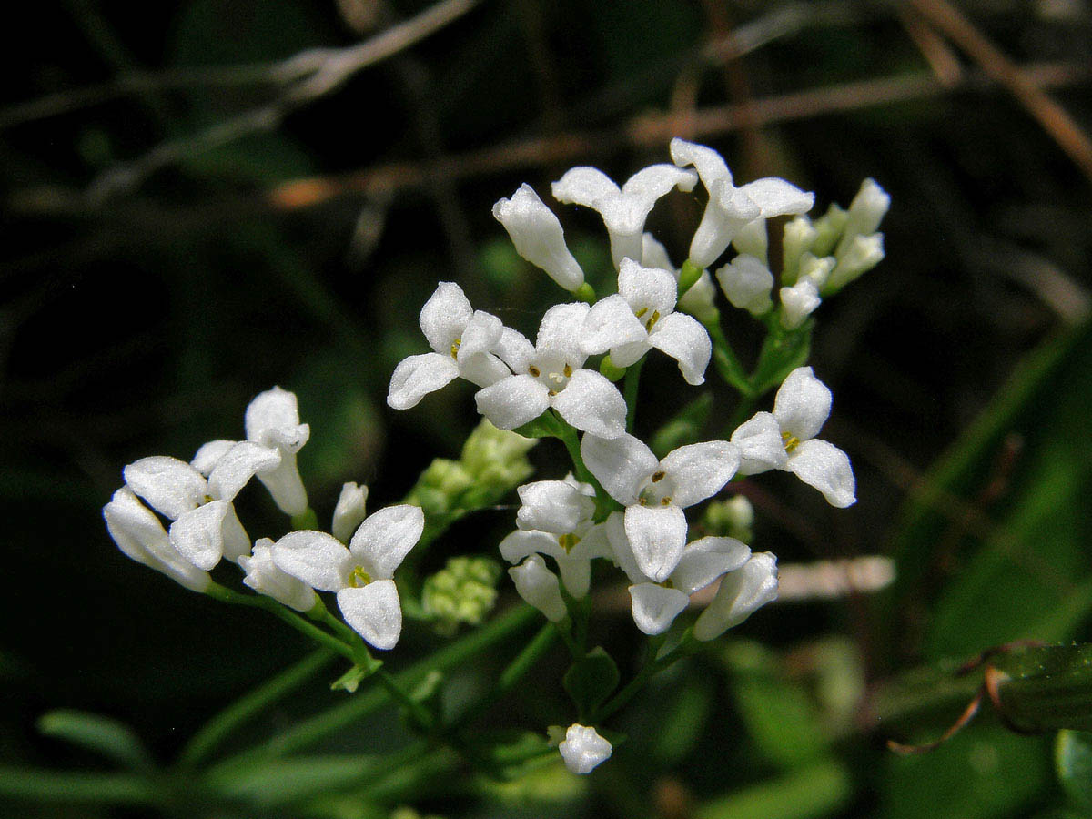 Mařinka barvířská (Asperula tinctoria L.), trojčetné květy