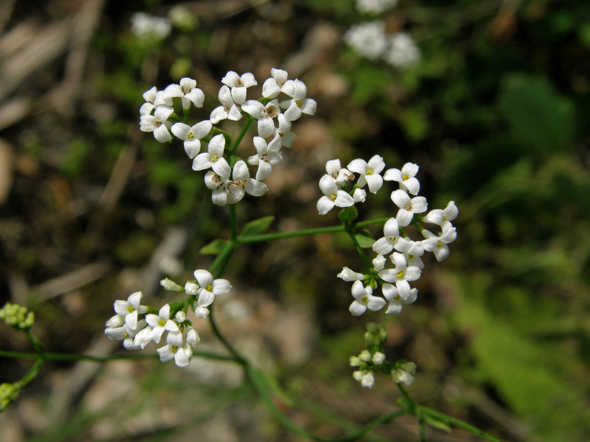 Mařinka barvířská (Asperula tinctoria L.), trojčetné květy (1a)