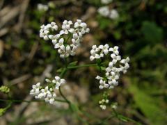 Mařinka barvířská (Asperula tinctoria L.), trojčetné květy (1a)