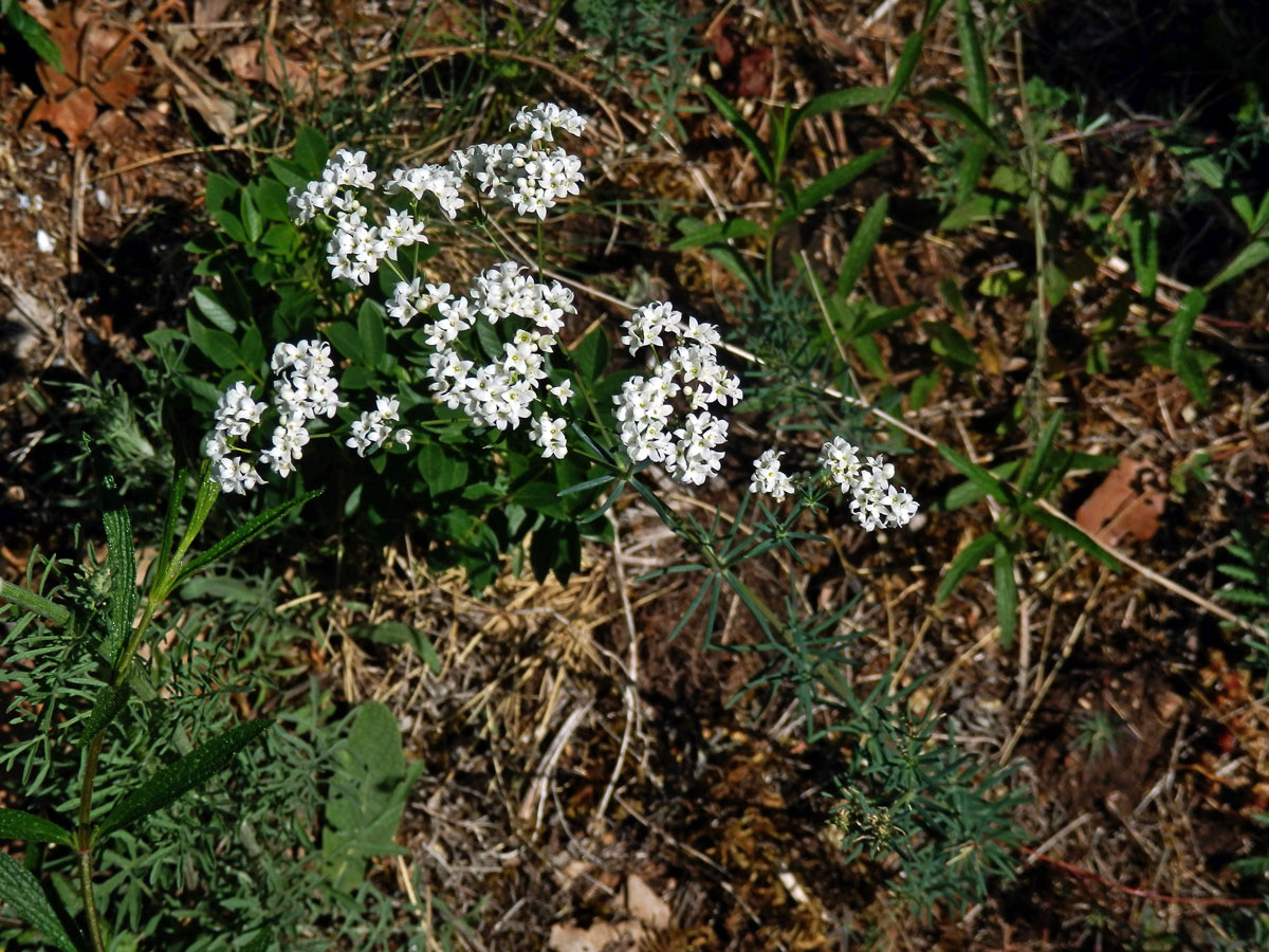 Mařinka barvířská (Asperula tinctoria L.)