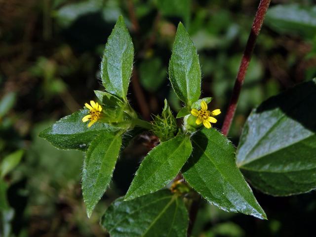 Synedrella nodiflora (L.) Gaertn.