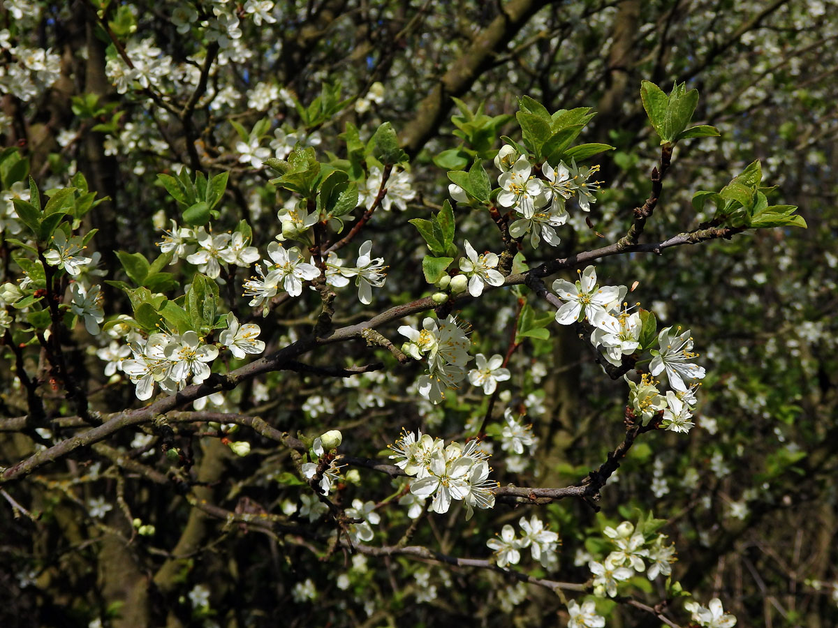 Slivoň švestka (Prunus domestica L.)