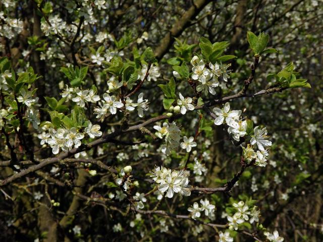 Slivoň švestka (Prunus domestica L.)