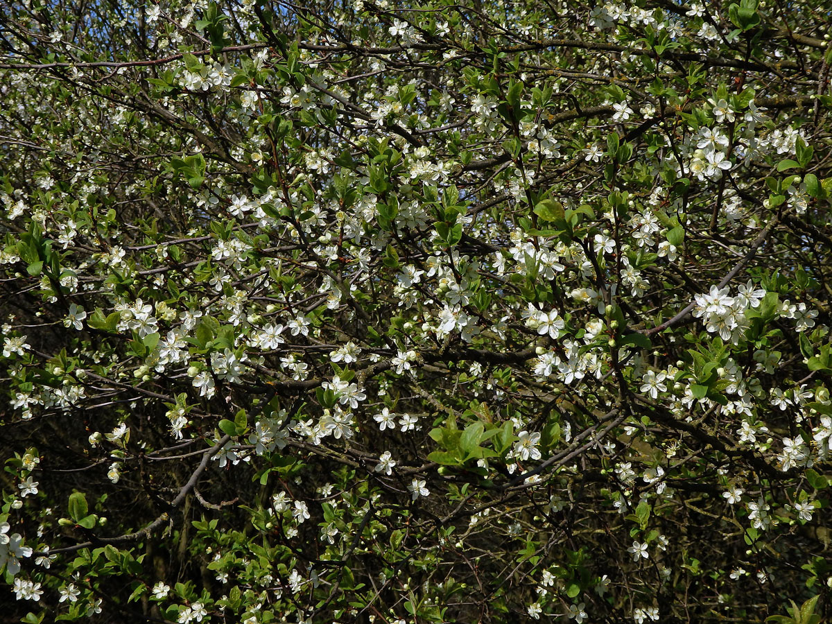 Slivoň švestka (Prunus domestica L.)