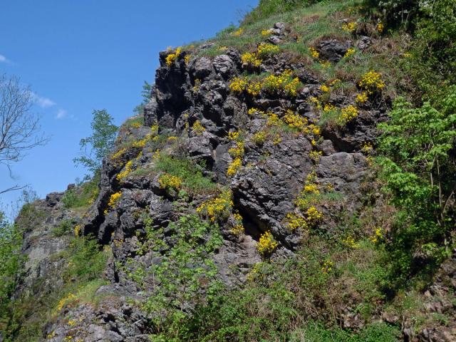 Tařice skalní (Aurinia saxatilis (L.) Desv.)