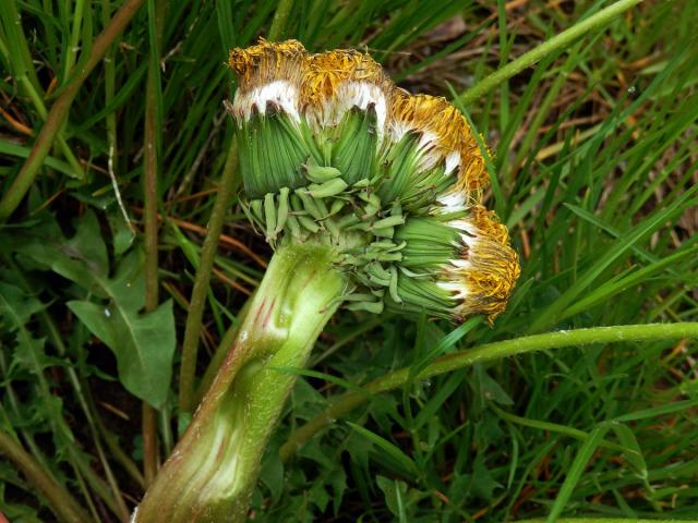 Smetánka lékařská (Teraxacum officinale L.) - fasciace stonku (33)