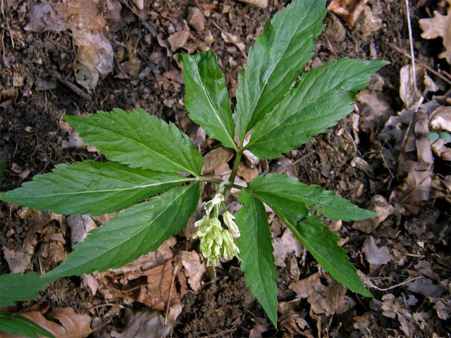 Kyčelnice devítilistá (Dentaria enneaphyllos L.)