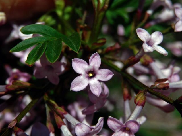 Šeřík (Syringa protolaciniata P. S. Green & M. C. Chang), pětičetný květ