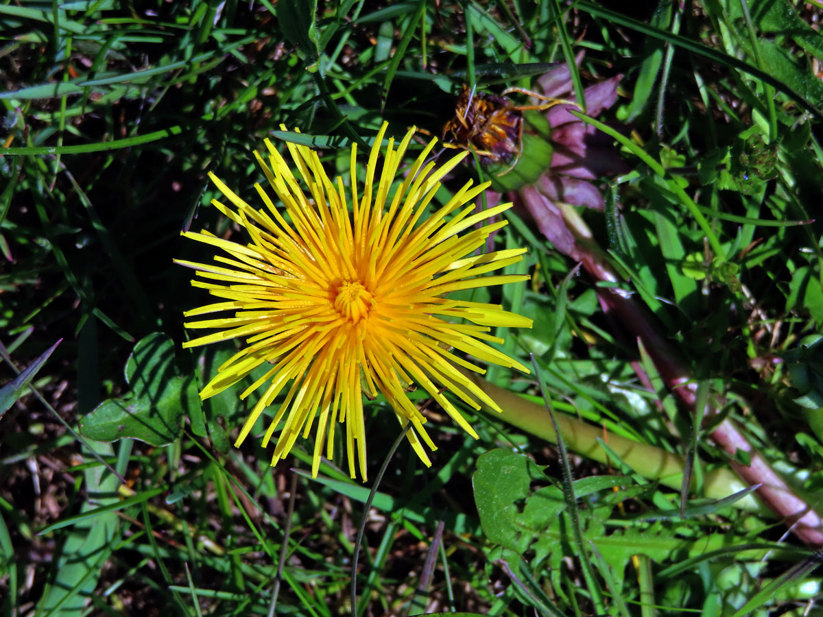 Smetánka lékařská (Teraxacum officinale L.) s trubicovitými květy