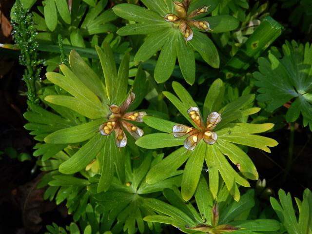 Talovín zimní (Eranthis hyemalis (L.) Salisb.)