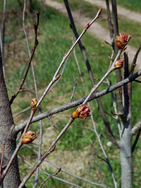 Hálky vlnovníka osikového (Aceria dispar), topol osika