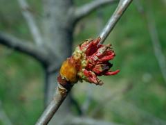 Hálky vlnovníka osikového (Aceria dispar), topol osika