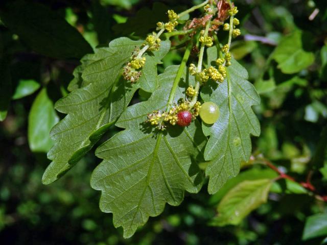 Hálky žlabatky hráškové (Neuroterus quercusbaccarum) - jarní generace, dub mnohoplodý