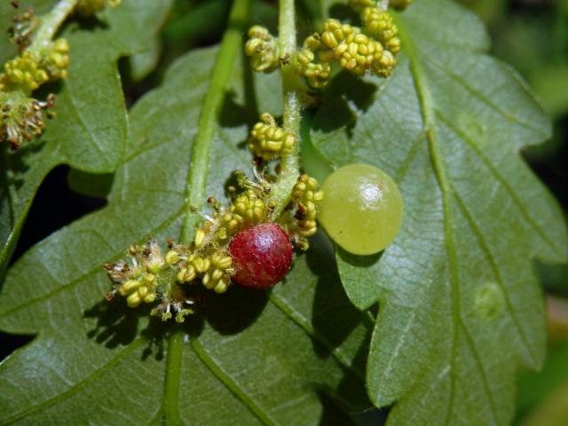 Hálky žlabatky hráškové (Neuroterus quercusbaccarum) - jarní generace, dub mnohoplodý