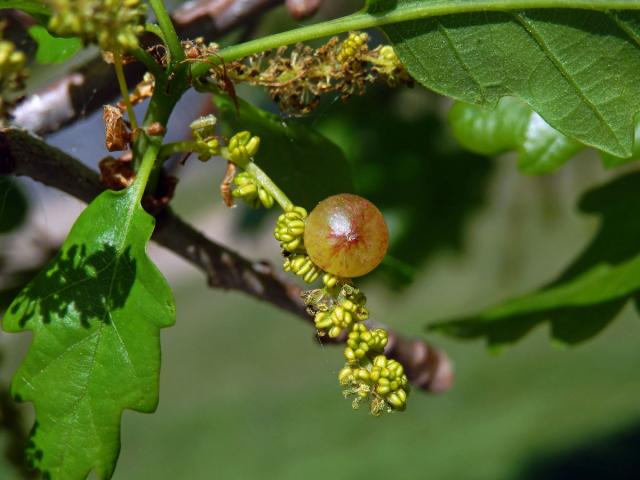 Hálky žlabatky hráškové (Neuroterus quercusbaccarum) - jarní generace, dub mnohoplodý