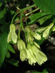 Kyčelnice devítilistá (Dentaria enneaphyllos L.)