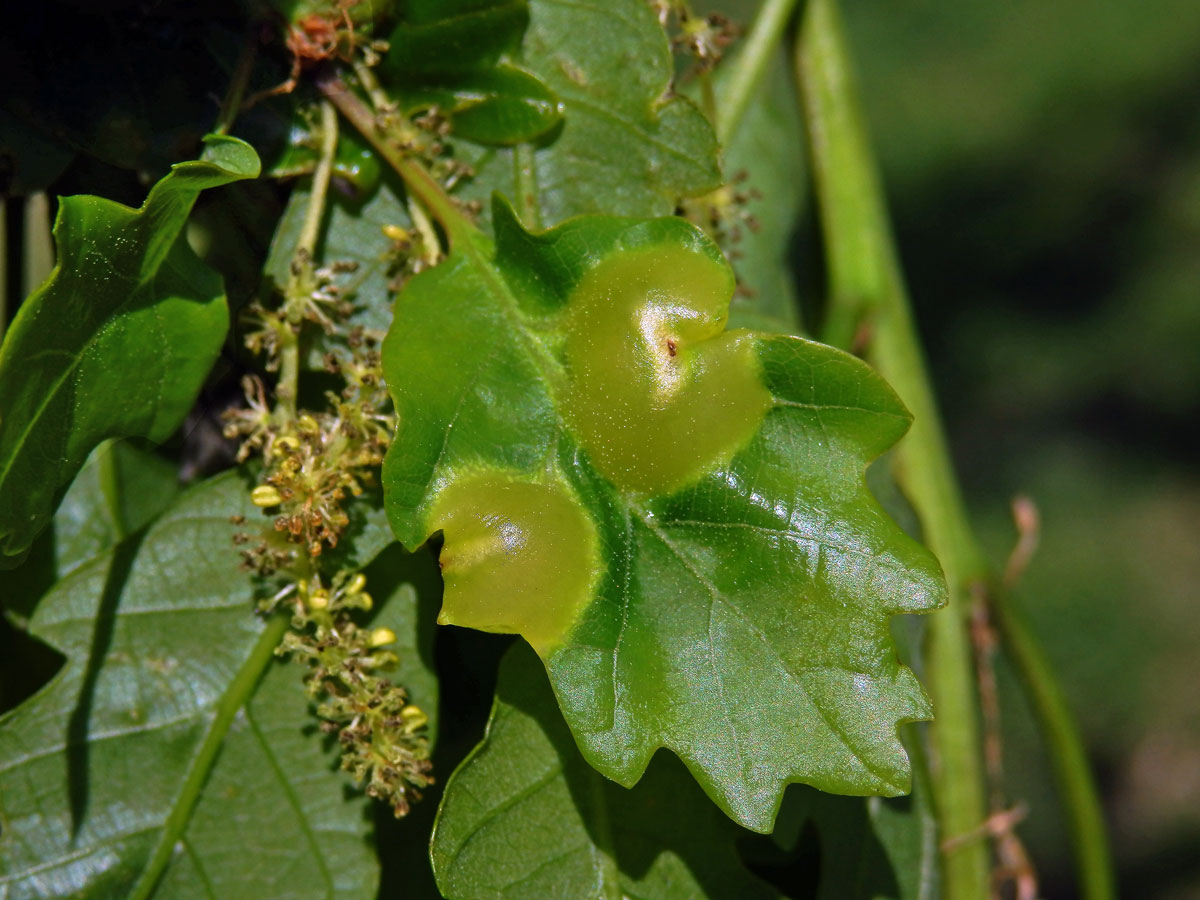 Hálky žlabatky hráškové (Neuroterus quercusbaccarum) - jarní generace, dub mnohoplodý